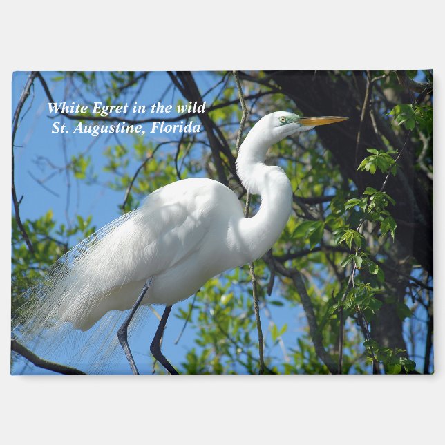 Great White Egret Magnet (Vorderseite)