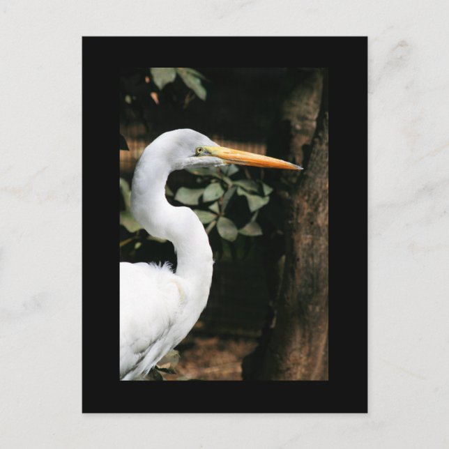 Great White Egret Postcard Postkarte (Vorderseite)