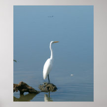 Great White Egret