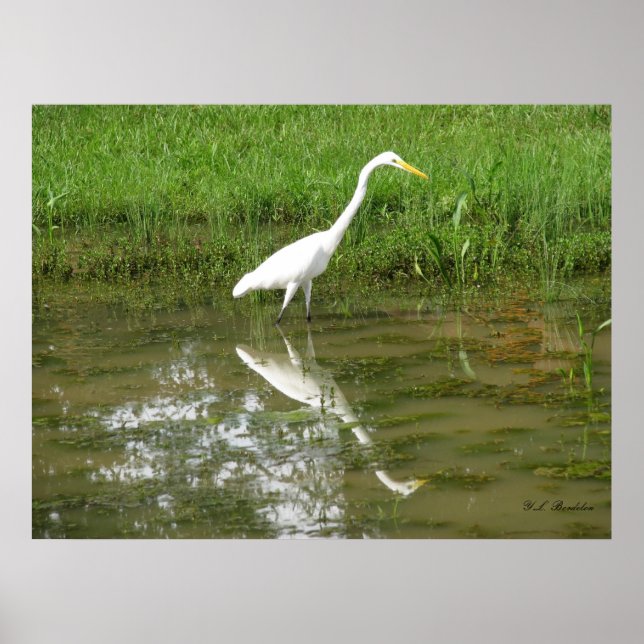 Great White Egret Poster (Vorne)