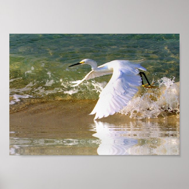 Great White Egret Poster (Vorne)