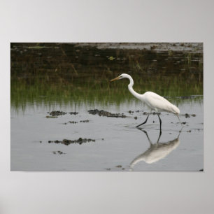 Great White Egret Print Poster
