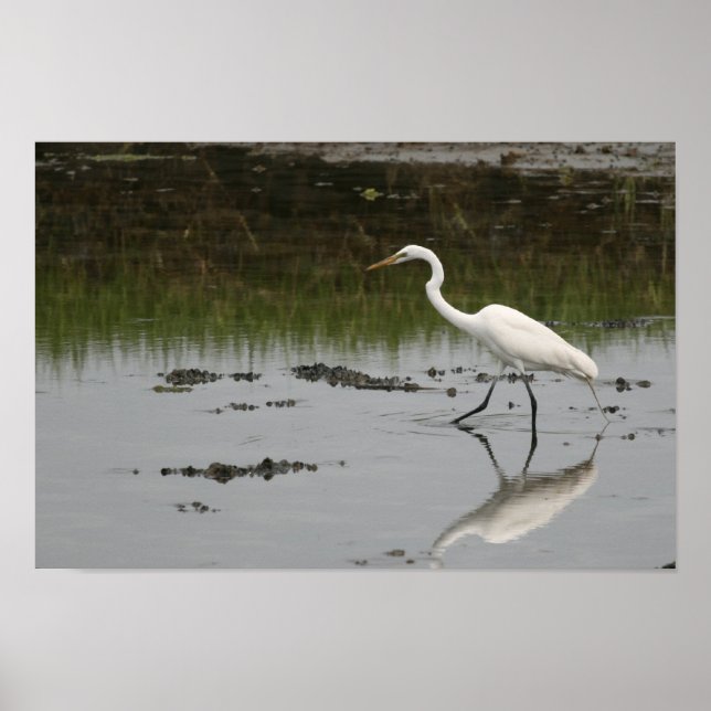 Great White Egret Print Poster (Vorne)