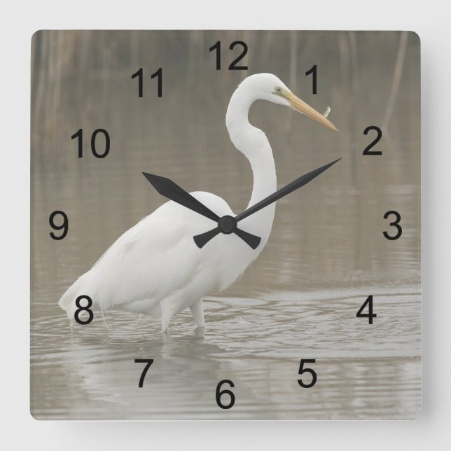 Great White Egret Quadratische Wanduhr (Vorderseite)