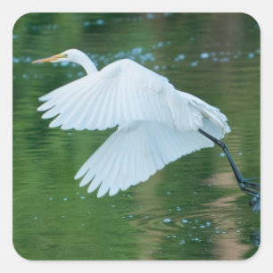 Great White Egret Quadratischer Aufkleber