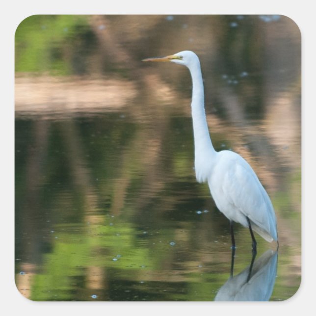 Great White Egret Quadratischer Aufkleber (Vorderseite)