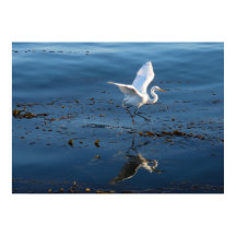 Great White Egret wandert durch Wasser