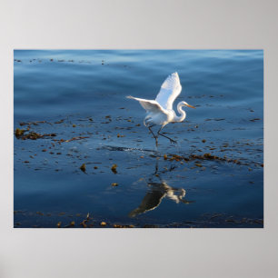Great White Egret wandert durch Wasser Poster