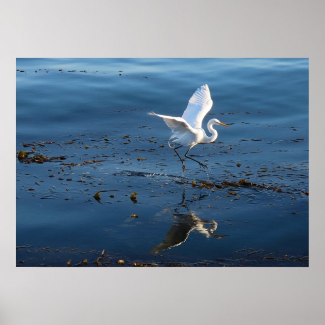 Great White Egret wandert durch Wasser Poster (Vorne)