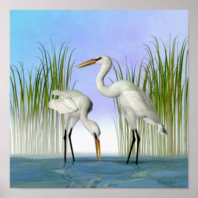 Great White Egrets Poster (Vorne)