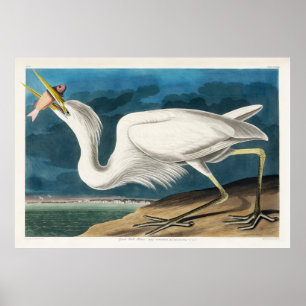 Great White Heron, 1835, The Birds of America Poster