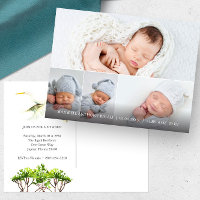 Great White Heron 4 Foto Geburtshinweise