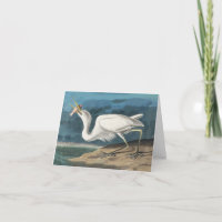 Great White Heron Audubon Bird Wildlife Painting