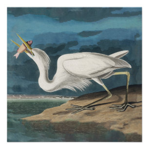 Great White Heron Audubon Bird Wildlife Painting Poster