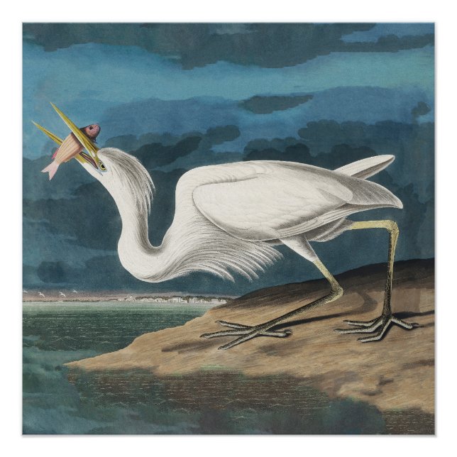 Great White Heron Audubon Bird Wildlife Painting Poster (Vorderseite)