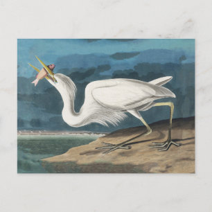 Great White Heron Audubon Bird Wildlife Painting Postkarte