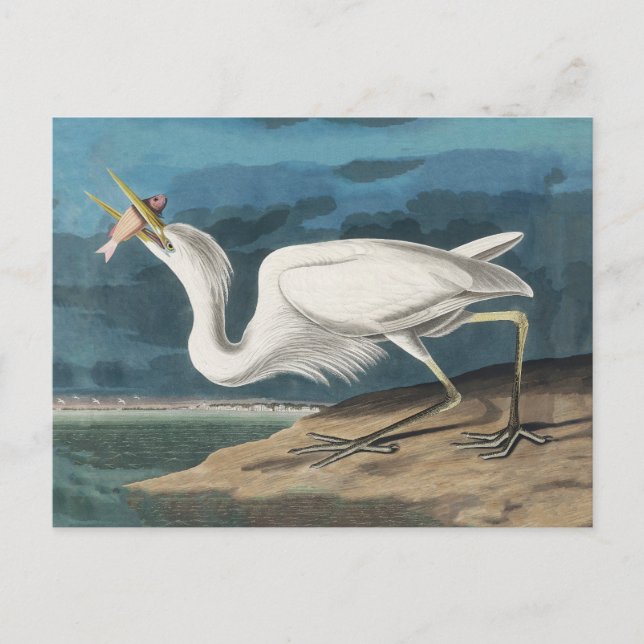 Great White Heron Audubon Bird Wildlife Painting Postkarte (Vorderseite)