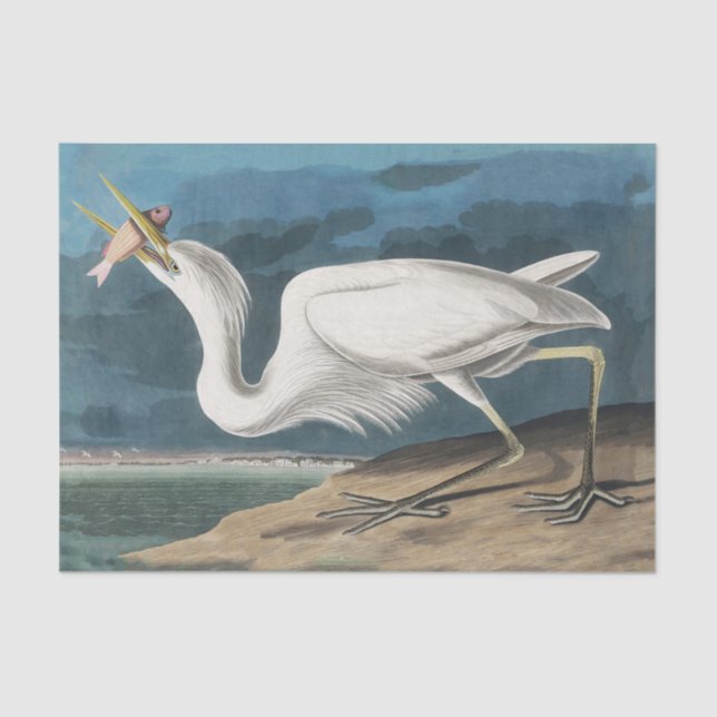 Great White Heron Audubon Bird Wildlife Painting Seidenpapier (Vorderseite)