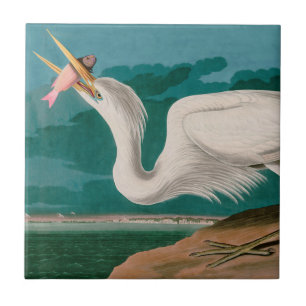 Great White Heron Birds of America Audubon Print Fliese
