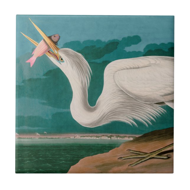 Great White Heron Birds of America Audubon Print Fliese (Vorderseite)
