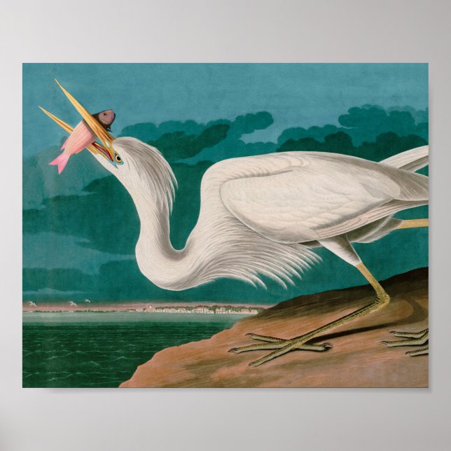 Great White Heron Birds of America Audubon Print Poster (Vorne)