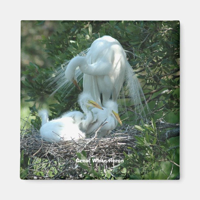 Great White Heron Magnet (Vorne)