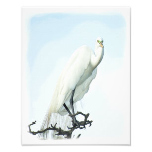 Great White Heron Portrait Fotodruck
