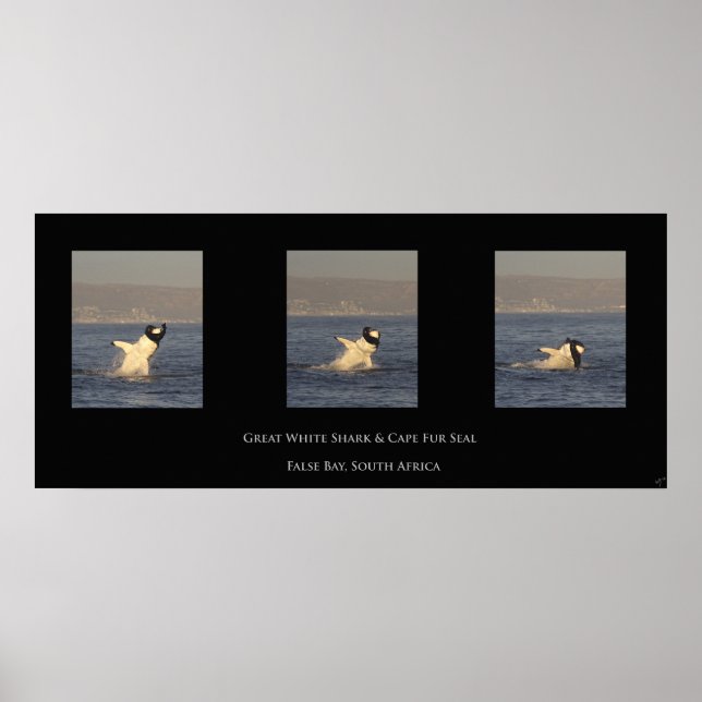 Great White nimmt Siegel Poster (Vorne)