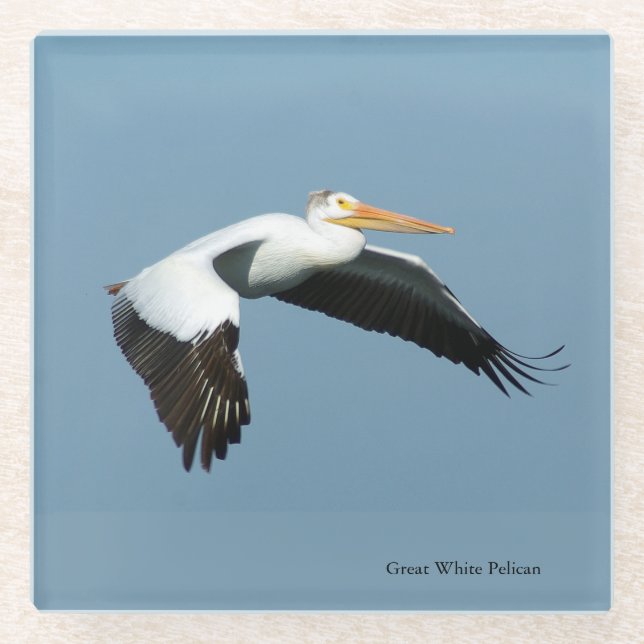 Great White Pelican Untersetzer (Vorderseite)