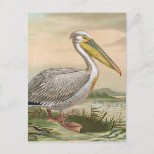 Great White Pelican Vintag Bird Illustration Postkarte