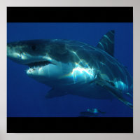 Great White Shark Fish Water Surfer Swim Fin Grau