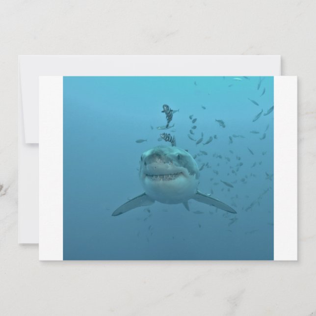 Great White Shark Isla Guadalupe (Vorderseite)
