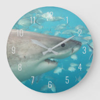 Great White Shark Nah Up Underwater Australien La