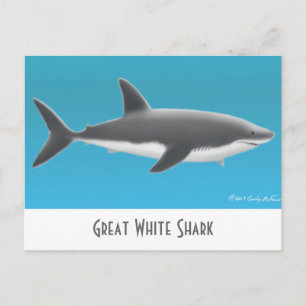 Great White Shark Postcard Postkarte