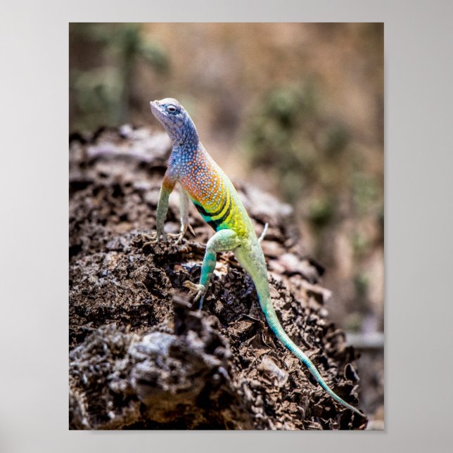 Greater Earless Lizard Poster (Vorne)