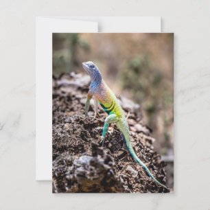 Greater Earless Lizard Postkarte