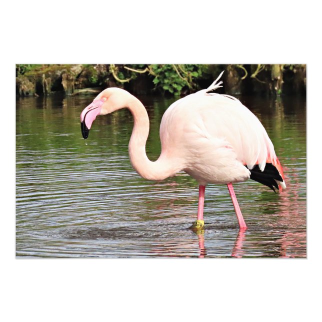 Greater Flamingo Fotografy Print Fotodruck (Vorne)