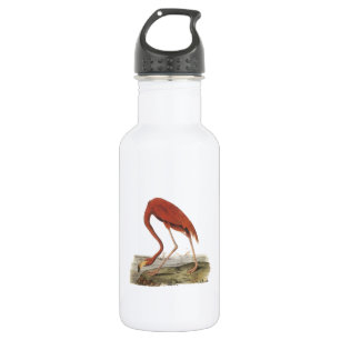 Greater Flamingo von Audubon Edelstahlflasche