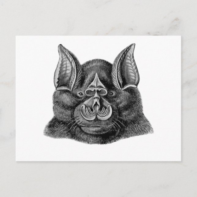 Greater Horseshoe Bat Postkarte (Vorderseite)