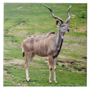greater-kudu-4 fliese