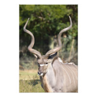 Greater Kudu