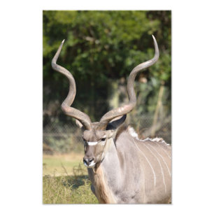 Greater Kudu Fotodruck