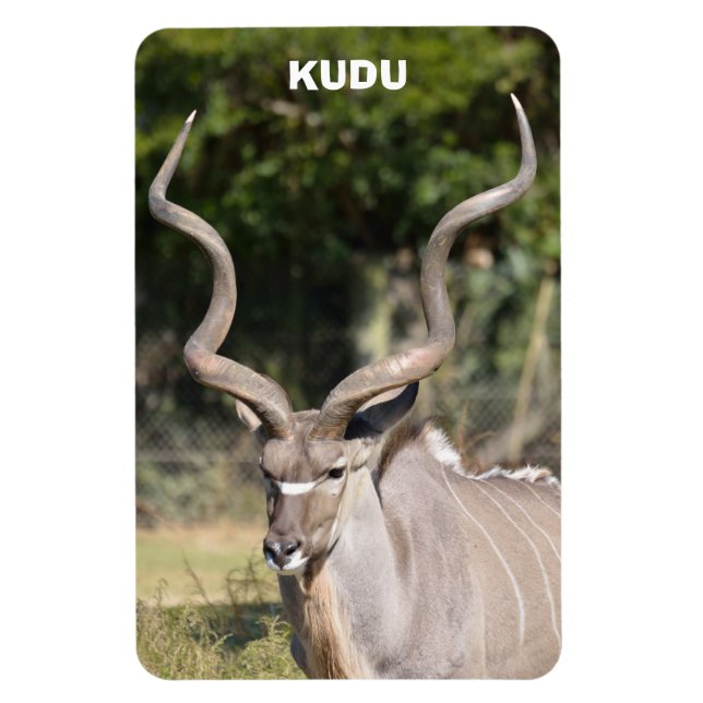 Greater Kudu Magnet (Vertikal)