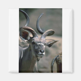 Greater Kudu Magnet