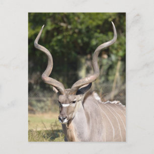 Greater Kudu Postkarte