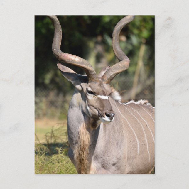 Greater Kudu Postkarte (Vorderseite)