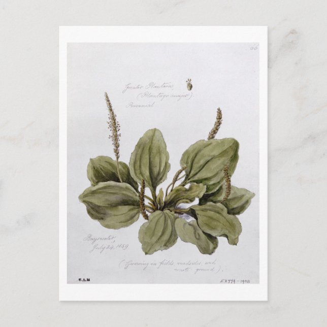 Greater Plantain, gemalt in Bayswater, 24. Juli Postkarte (Vorderseite)
