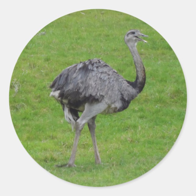 Greater Rhea #1 Stickers (Vorderseite)