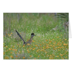 Greater Roadrunner, Geococcyx