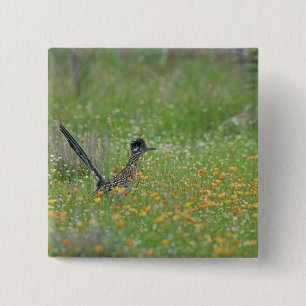 Greater Roadrunner, Geococcyx Button